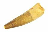 Fossil Spinosaurus Tooth - Real Dinosaur Tooth #346764-1